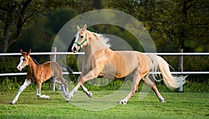 Mare & Foal Trotting.