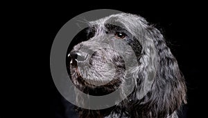 Blue Picardy Spaniel Dog standing