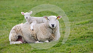 Resigned. Sheep lying in a field in spring with a lamb climbing on its back