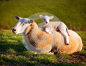 Resigned. Sheep lying in a field in spring with a lamb climbing on its back