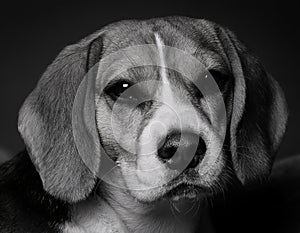 Fall beagle dog. Pet Beagle dog outdoors in Fall.