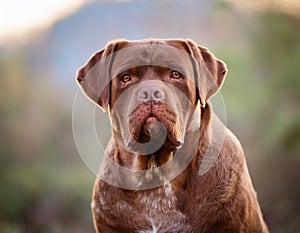 Bourbonnais Pointing Dog