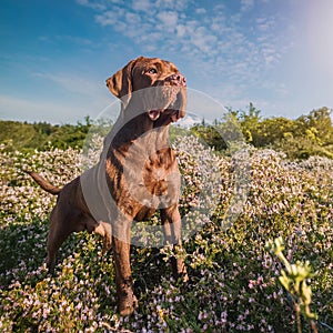 Bourbonnais Pointing Dog