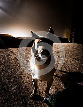 Danish-Swedish Farm Dog