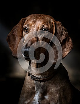 Transylvanian Hound