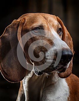 Transylvanian Hound