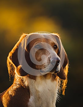 Transylvanian Hound