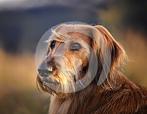 Istrian coarse-haired Hound