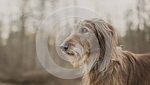 Istrian coarse-haired Hound