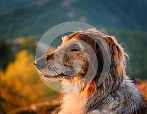 Istrian coarse-haired Hound