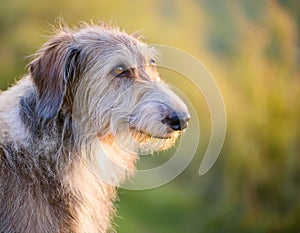 Istrian coarse-haired Hound