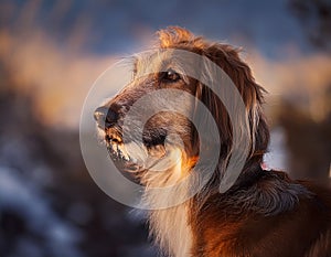 Istrian coarse-haired Hound