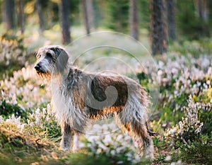 Istrian coarse-haired Hound