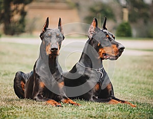 Two dobermans. Two black dobermans laying on the grass