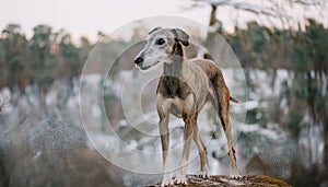 Portrait of a Lurcher. An image of a intelligent