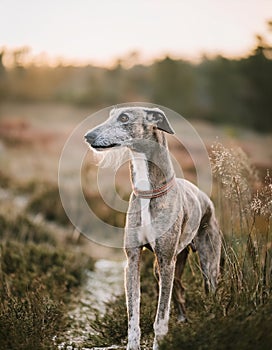 Portrait of a Lurcher. An image of a intelligent