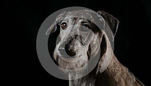 Portrait of a Lurcher. An image of a intelligent