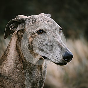 Portrait of a Lurcher. An image of a intelligent