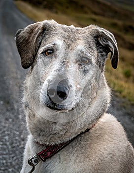 Portrait of a Lurcher. An image of a intelligent