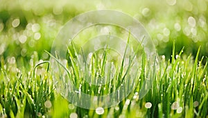 Fresh grass with dew drops
