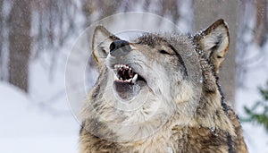 Howling wolf in winter. Howling canadian wolf in winter against the background of snowing