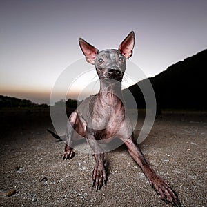 Xoloitzquintle, Perro Chino Peruano photo