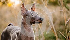 Xoloitzquintle, Perro Chino Peruano photo