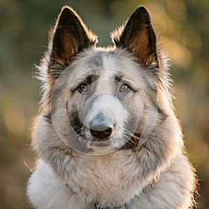 Shiloh Shepherd