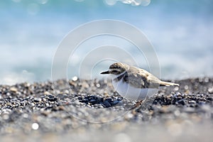 Kentish plover on the beach