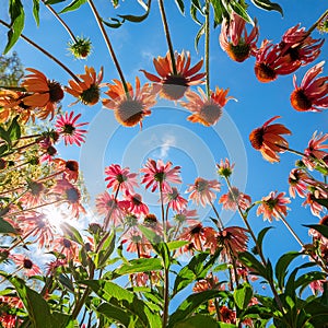 Echinacea flowers and sky. Bottom view of beautiful echinacea paradoxa flowers with blue sky