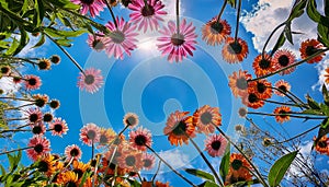 Echinacea flowers and sky. Bottom view of beautiful echinacea paradoxa flowers with blue sky