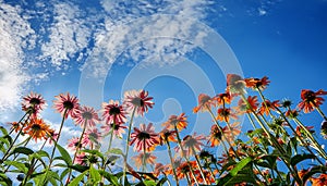 Echinacea flowers and sky. Bottom view of beautiful echinacea paradoxa flowers with blue sky