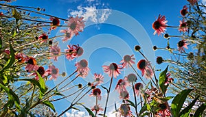 Echinacea flowers and sky. Bottom view of beautiful echinacea paradoxa flowers with blue sky