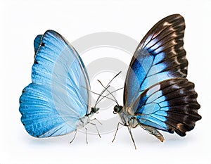 Two light blue butterflies isolated on a white background. White and Blue butterflies isolatated