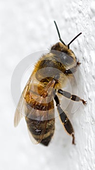 Worker bee on white surface