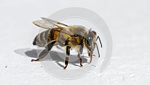 Worker bee on white surface