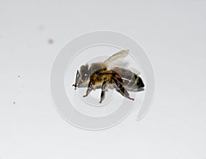Worker bee on white surface