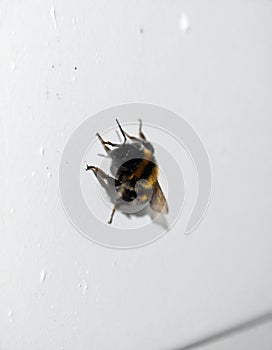 Worker bee on white surface