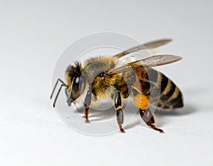 Worker bee on white surface