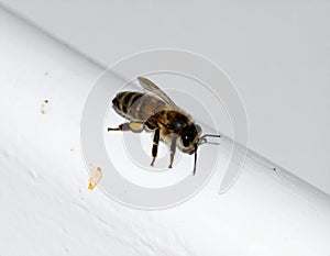 Worker bee on white surface