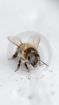 Worker bee on white surface