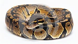 Closeup of a african coiled royal or ball python snake on a white background