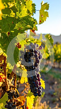 Red grapes hanging in vineyard. Grape wineland landscape landscape at sunset