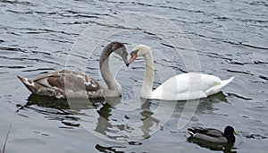 Romantic swan couple in love