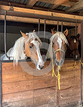 Three funny horses in their stable