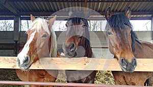 Three funny horses in their stable
