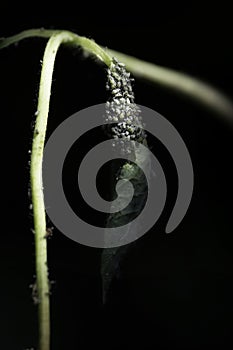 Aphids on the leaf of a honeysuckle (Lonicera)