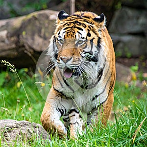 Bengal tiger. A huge male tiger walking in the jungle