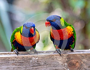 Colorful Rainbow Lorikeets Gold Coast Australia. A pair of Rainbow Lorikeets