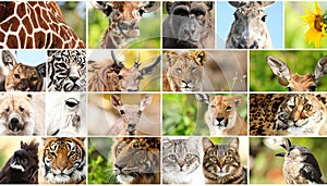 Animals collage. Collage with different animal faces